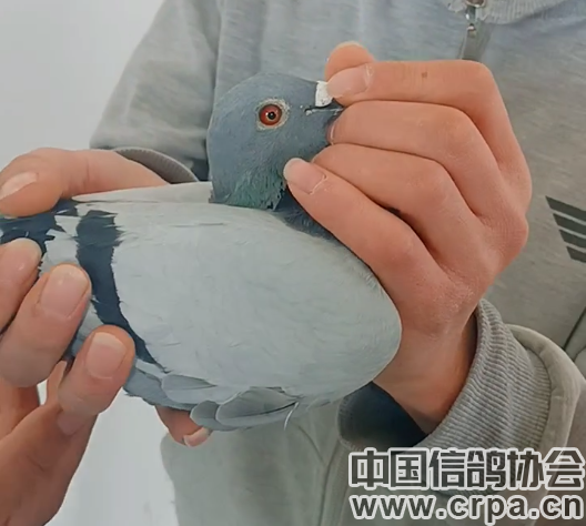 九游在线官网-宁夏球员表现不俗，帮助球队保持不败战绩的简单介绍